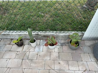Plants