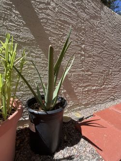 Aloe Vera 