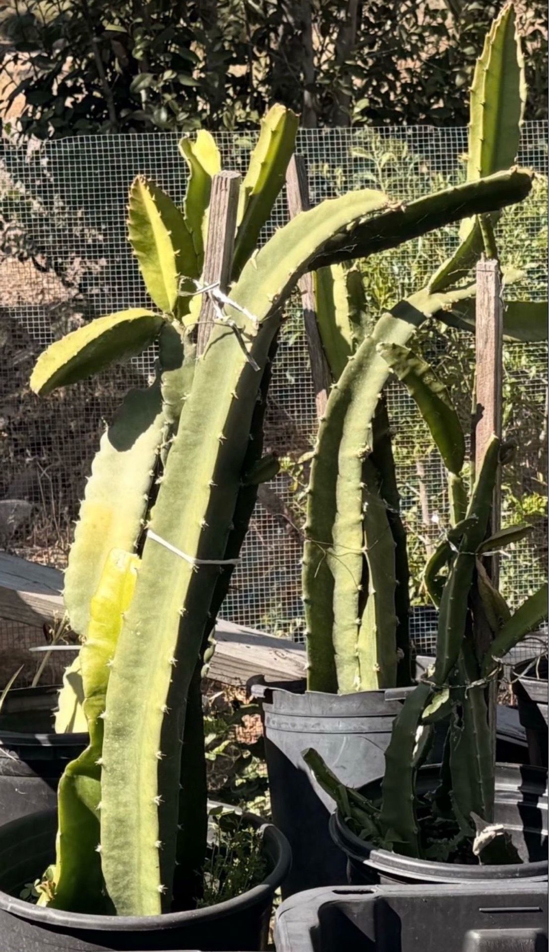 Dragon fruit plants