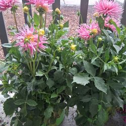 Dahlias