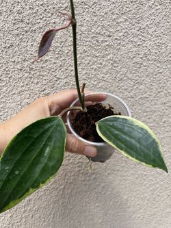 Hoya macrophylla 'Albo-marginata plant