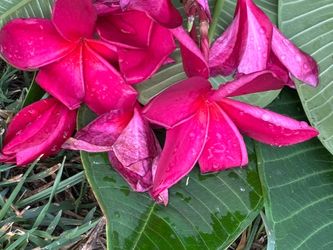 Large Plumeria cuttings