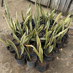 Snake Plants 