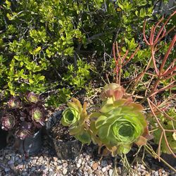 Very Big Succulents, Aloe, Agave And More…..