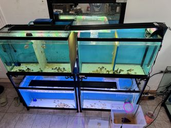 Aquarium Light LED 6ft