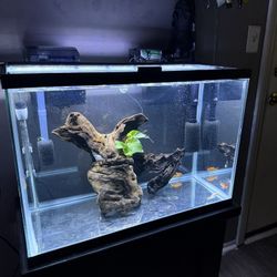 20 Gallon Fish Tank With Lids And Stand. Filter Air pump 