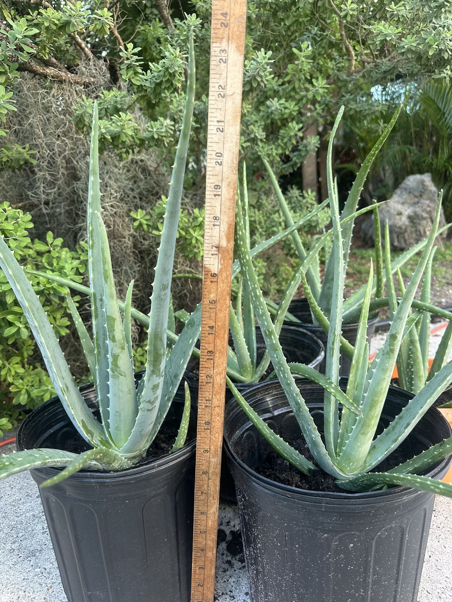 Aloe Vera Plants In 3 Gallon Pots