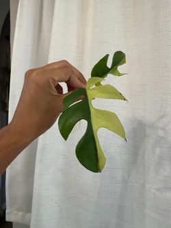 Rhaphidophora half moon variegated (mini monstera)