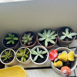 Plants For Sale 5 Each  Small 