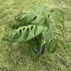 MONSTERA ESQUELETO (3 Gallon Pot) Trending, Exotic, Rare, 