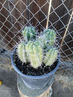 Cactus