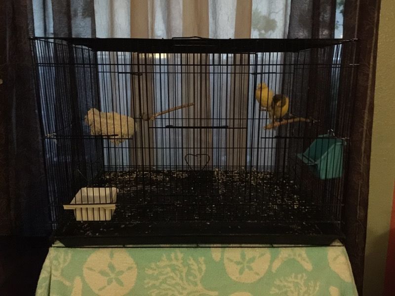 Bird Cage