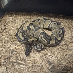 Snake Enclosure