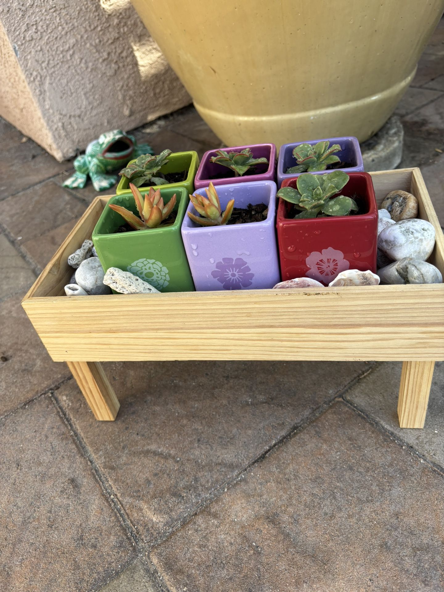 Set Of Six Live Succulents In Vibrant Color Pot