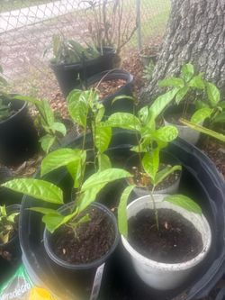 Maracuya morada