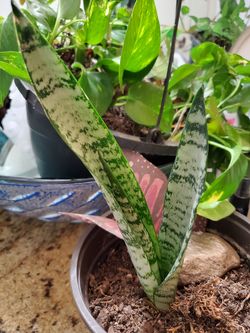 Snake plant?