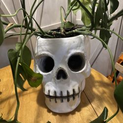 Skull Plaster Planter *plant Not included *
