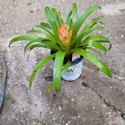 Bromelias Plant 