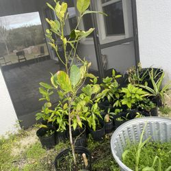 Fruit Plants   $15