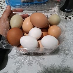 Organic Eggs 