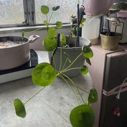 Chinese Money Plant