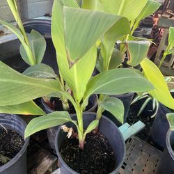 Canna Lily Roja