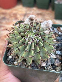 Notocactus buiningii cactus 🌵