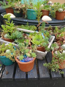 Plants