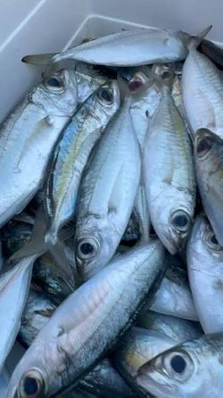 FROZEN FISHING BAIT
