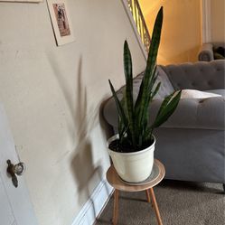 Snake Plant With Pot And Plate 