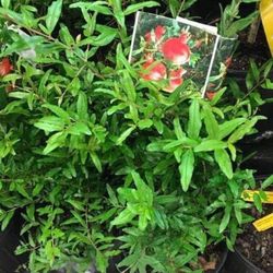 1 Gallon 3 Feet Pomegranate Fully Rooted Plant Punica Granatum