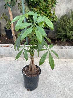 Money tree