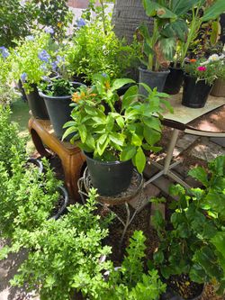 Mexican honeysuckle plants