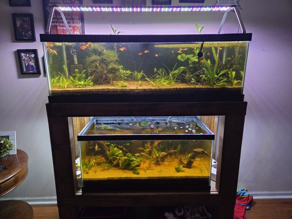Dual Aquarium Set Up