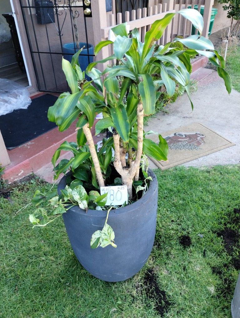 Indoor Plants For Sale for Sale in San Diego, CA OfferUp
