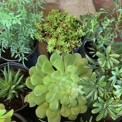 Succulent Sale