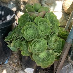 Aeonium Arboreum Succulents For Sale