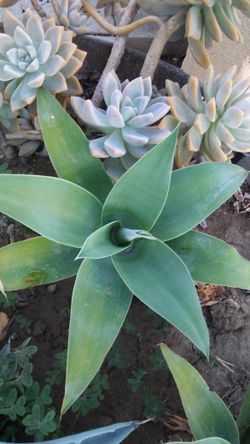 Foxtail Agave Beautiful Display