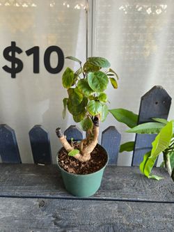 Aralia Fabian bonsai