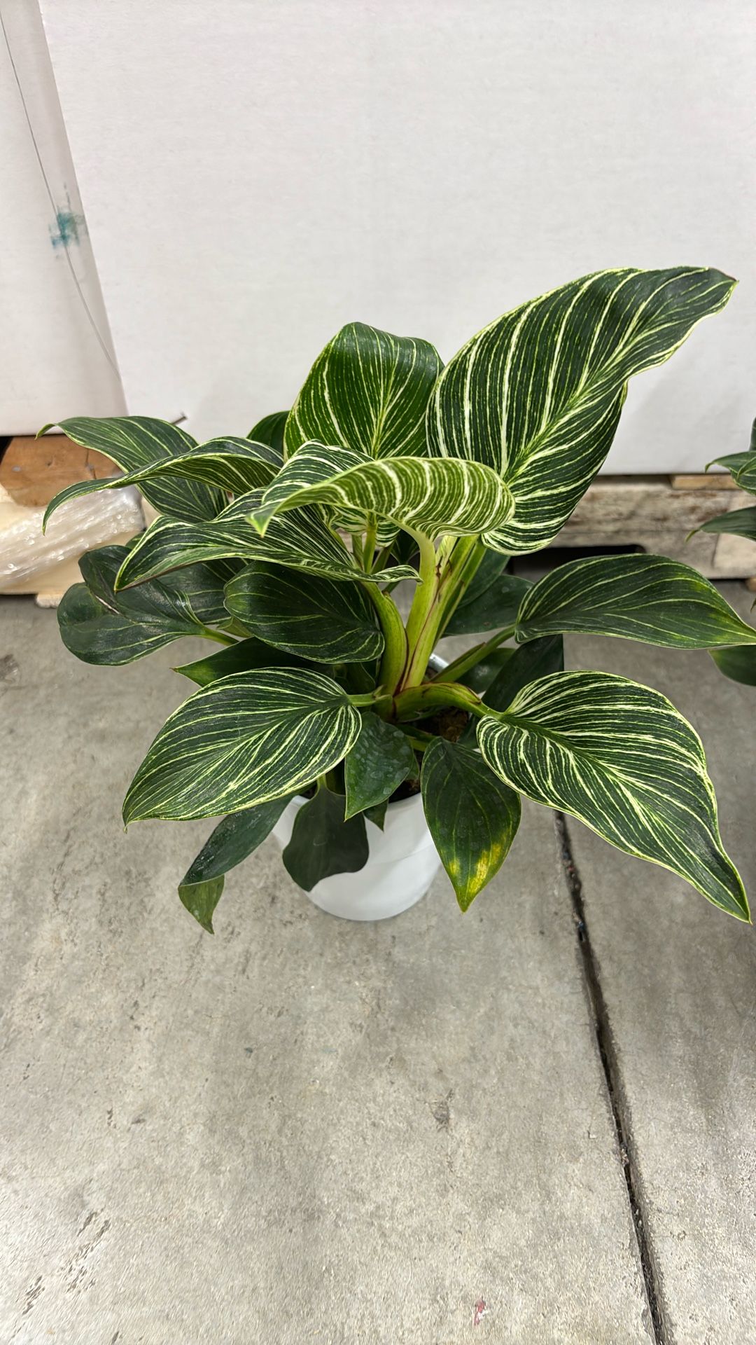 Home & Garden