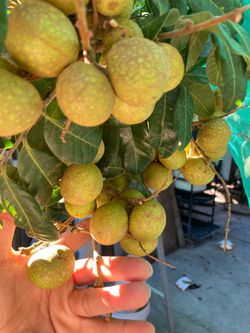 Fresh Longan $8 per pound Eastvale