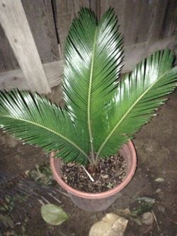 Sago Palms