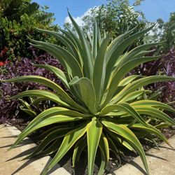 RARE Agave Desmettiana @ variegated marginata variegata cactus plant aloe