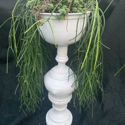 Living Cactus Plant And Pedestal Vase