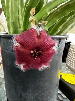 Planta Stapelia