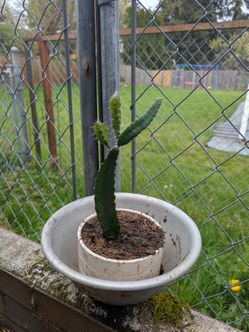 Dragon fruit Cactus sprout