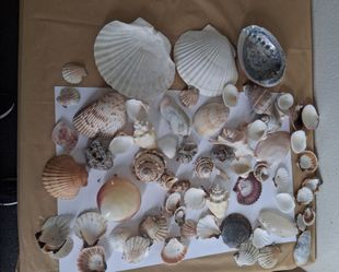 Collection of mixed seashells