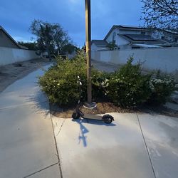 Ninebot Kickscooter Segway