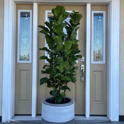 Three Beautiful Fiddle Leaf 🍃 