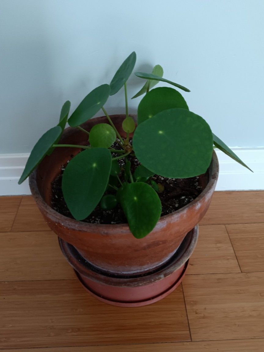 Pilea In Terracotta Pot
